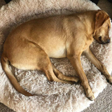 Calming Cloud Pet Bed